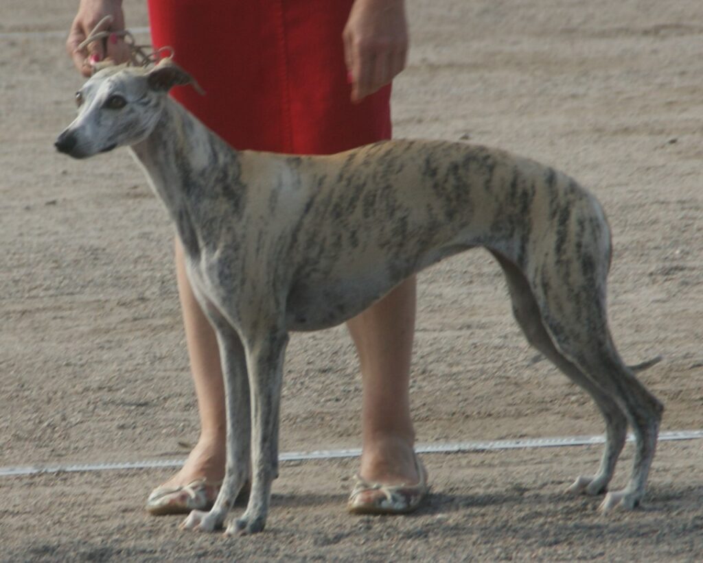 Whippet: Guia Completo da Raça - Temperamento e Cuidados