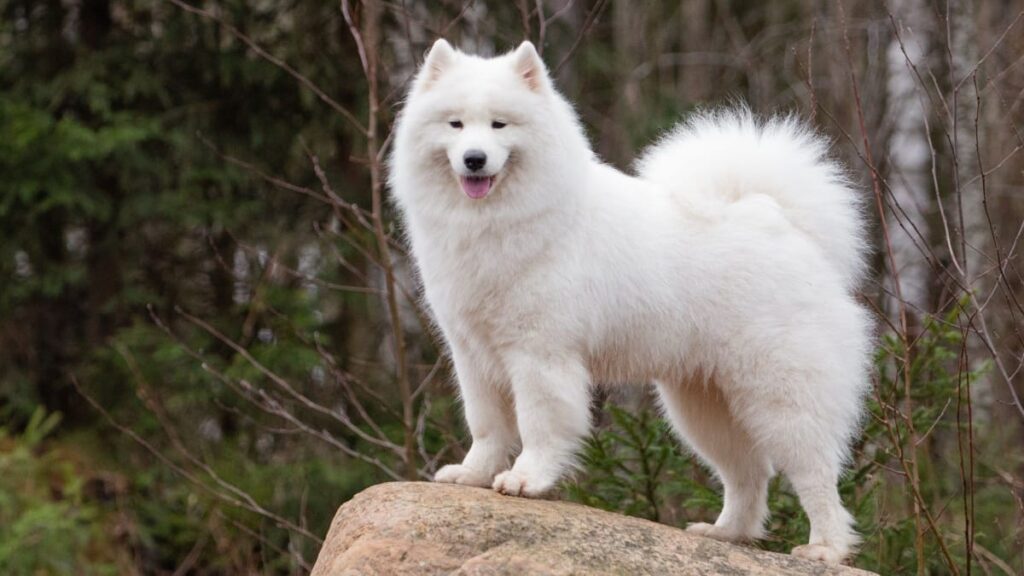 Samoyed: Guia Completo da Raça - Temperamento e Cuidados
