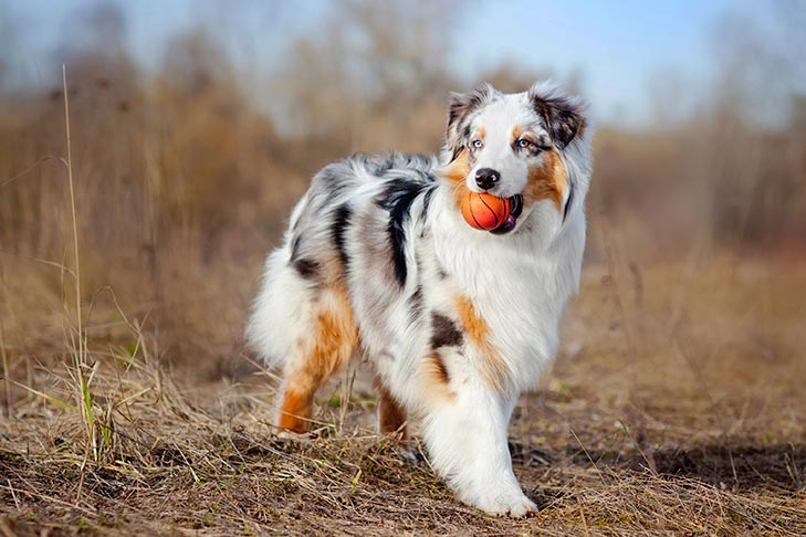 Australian Shepherd: Guia Completo da Raça, Temperamento e Cuidados