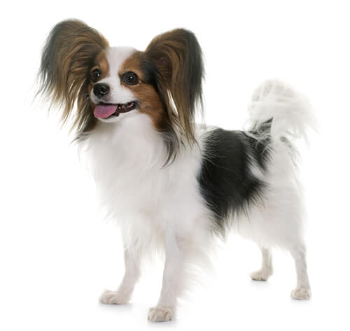 Papillon: Guia Completo da Raça - Temperamento e Cuidados