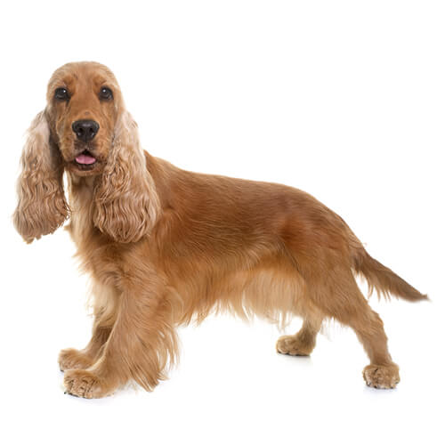 Cocker Spaniel: Guia Completo da Raça, Temperamento e Cuidados