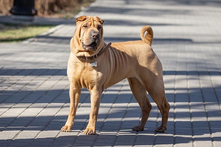 Shar Pei: Guia Completo da Raça - Temperamento e Cuidados