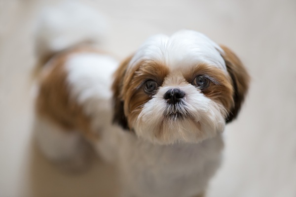 Shih Tzu: Guia Completo da Raça - Temperamento e Cuidados
