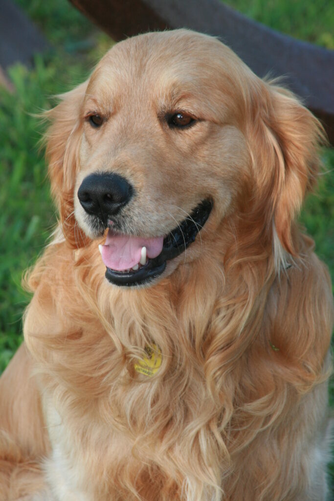 Golden Retriever: Guia Completo da Raça com Temperamento e Cuidados