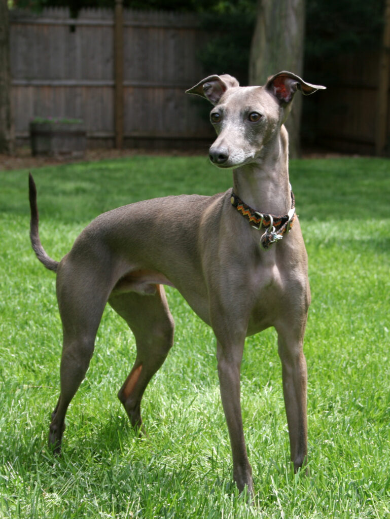 Greyhound: Guia Completo da Raça, Temperamento e Cuidados