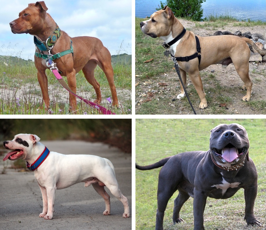 Pitbull: Guia Completo da Raça, Temperamento e Cuidados