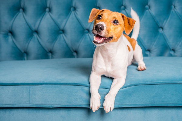 Raças de cachorro que não soltam pelo: ideais para alérgicos