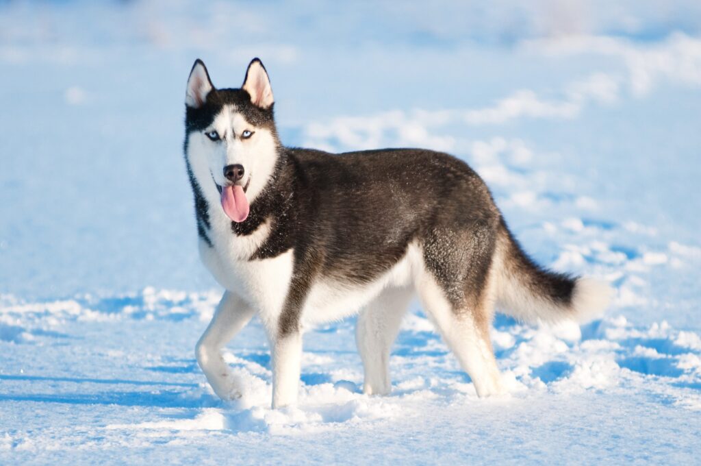 Husky Siberiano: Guia Completo da Raça com Cuidados e Preço