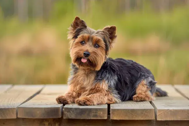Yorkshire Terrier: Guia Completo da Raça com Temperamento e Cuidados