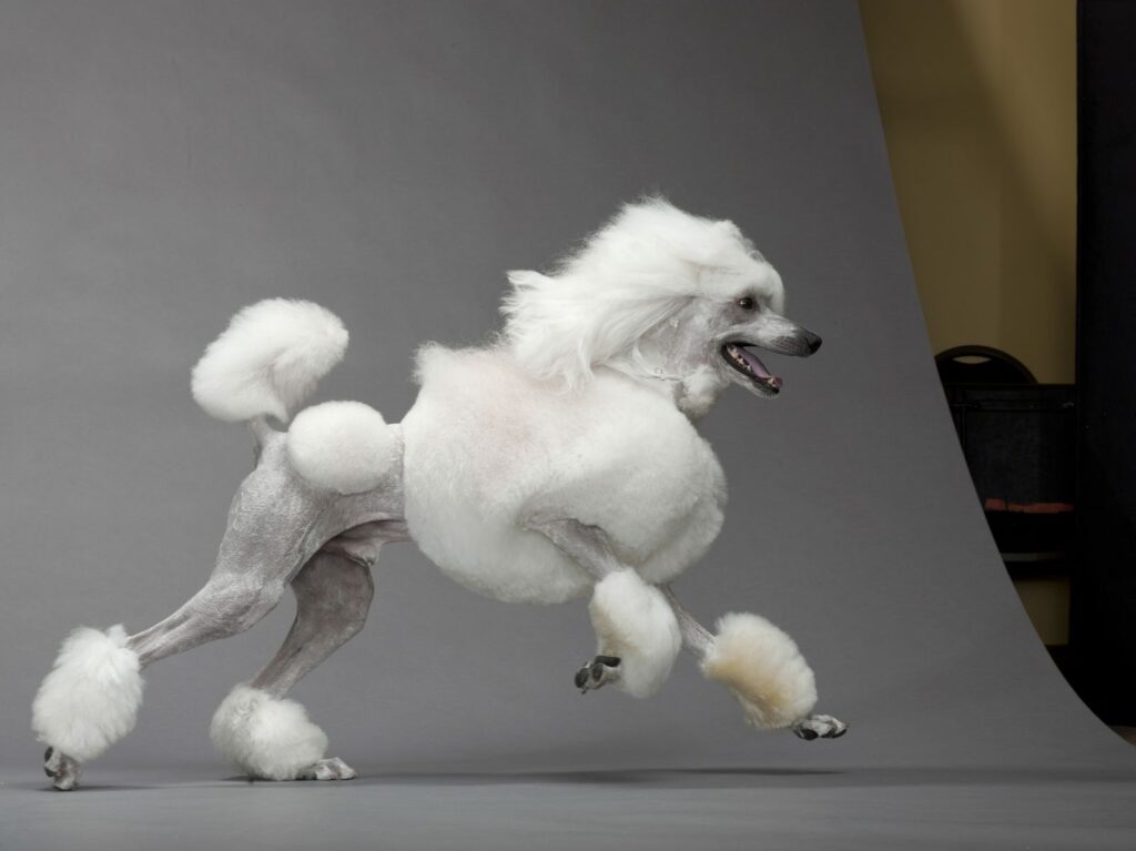 Raças de cachorro mais inteligentes: ranking e características
