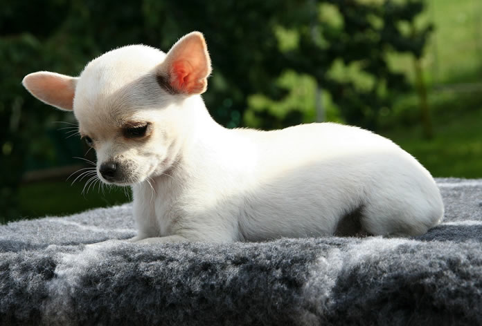 Chihuahua: Guia Completo da Raça - Temperamento e Cuidados