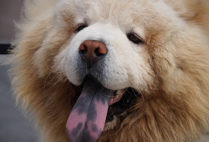 Chow Chow: Guia Completo da Raça, Temperamento e Cuidados