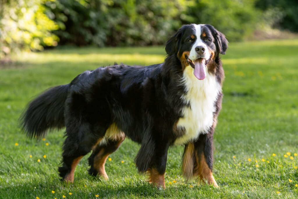 Bernese Mountain Dog: guia completo da raça