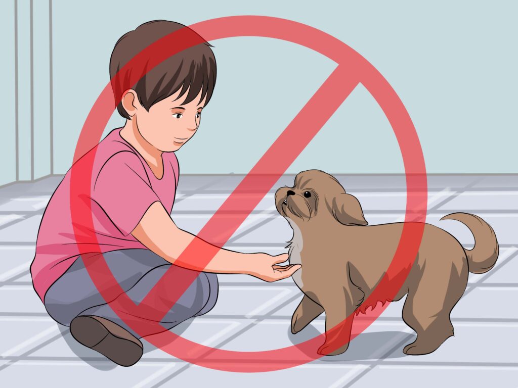 Como adestrar Shih Tzu filhote: treinamento gentil e eficaz