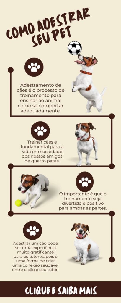 Como adestrar cachorro em 7 dias: treino intensivo