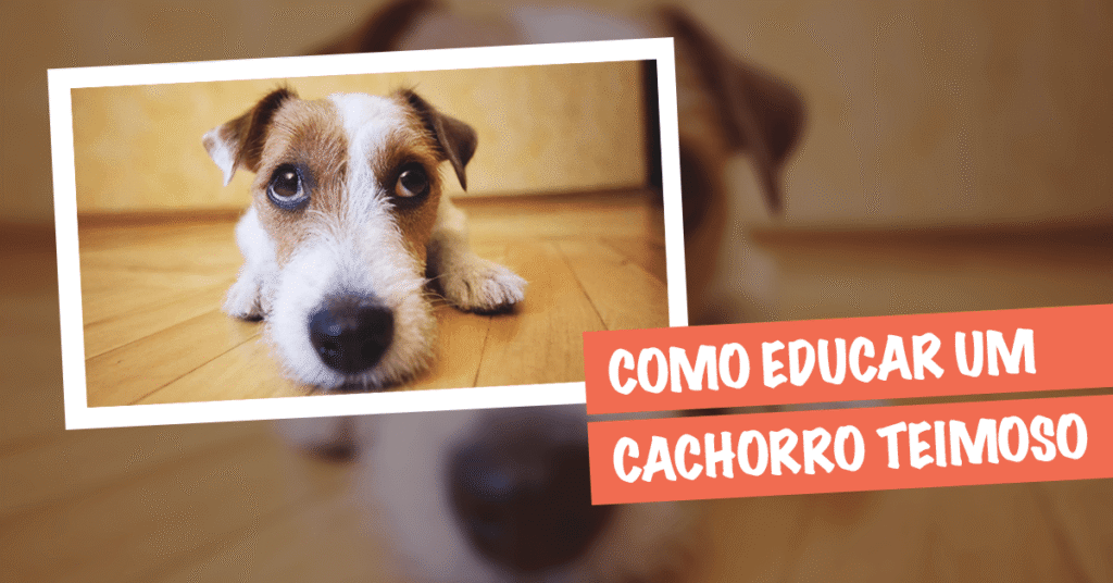 Como adestrar cachorro teimoso: estratégias eficazes