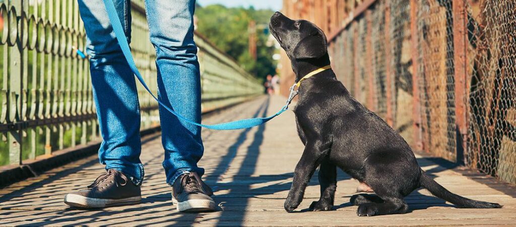 Como adestrar cachorro filhote de 2 a 6 meses: cronograma completo