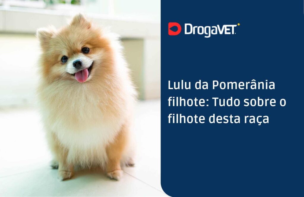 Como adestrar um filhote de Lulu da Pomerânia