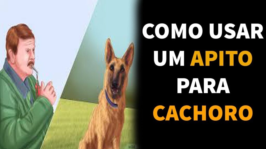 Como adestrar cachorro com apito: comandos para passeio e recall