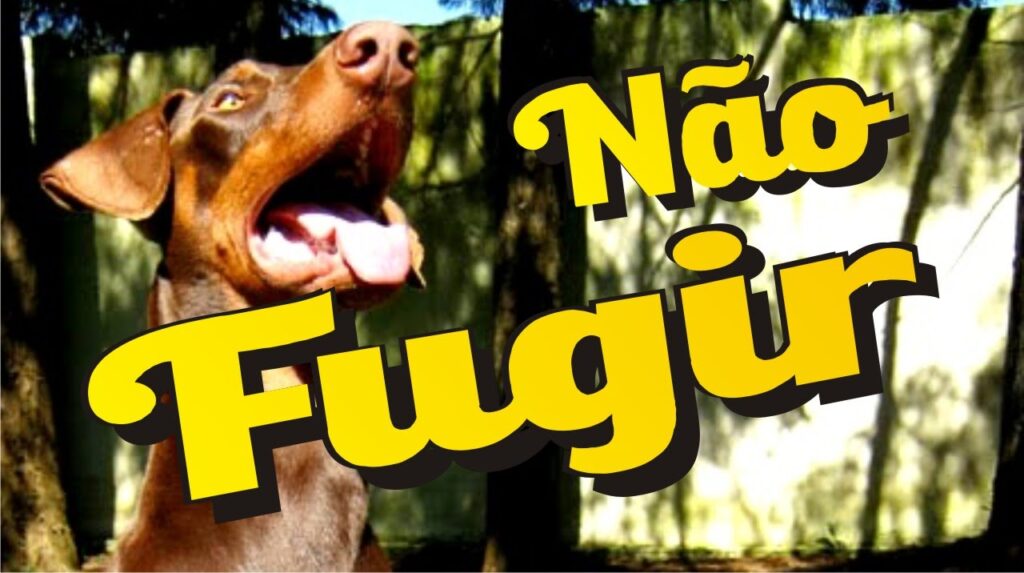 Como adestrar cachorro que foge: tutorial para o cão fujão