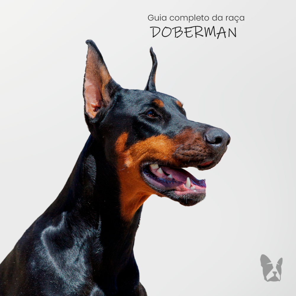 Doberman: guia completo da raça