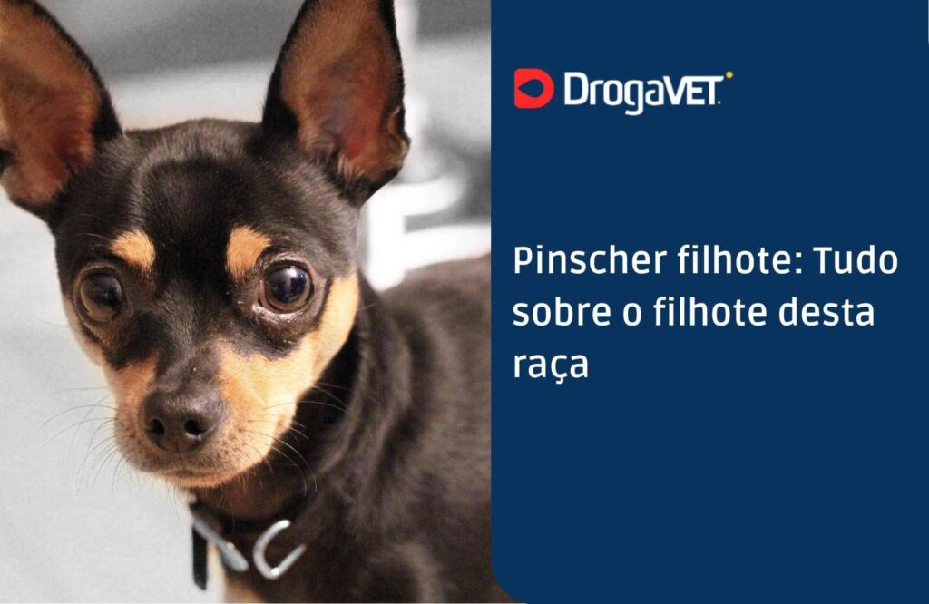 Pinscher: guia completo da raça para tutores
