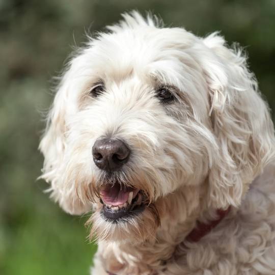 Soft Coated Wheaten Terrier: guia completo da raça