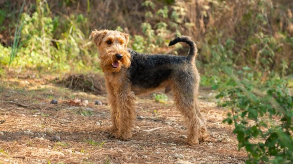 Welsh Terrier: guia completo da raça