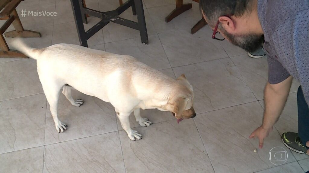 Como adestrar cachorro para ficar sozinho sem destruir