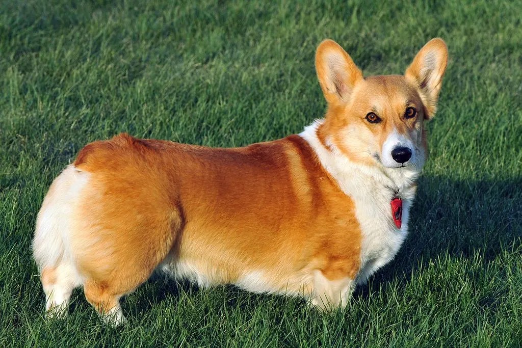 Welsh Corgi: guia completo da raça
