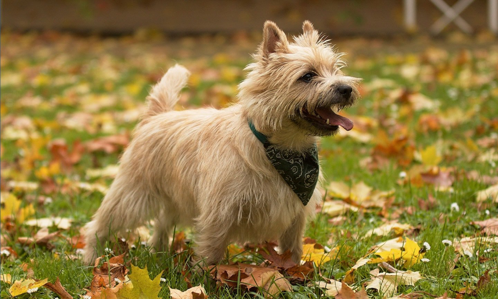 Cairn Terrier: guia completo da raça