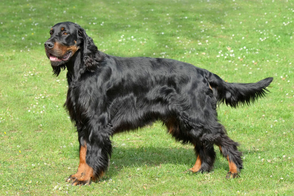 Setter Gordon: guia completo da raça