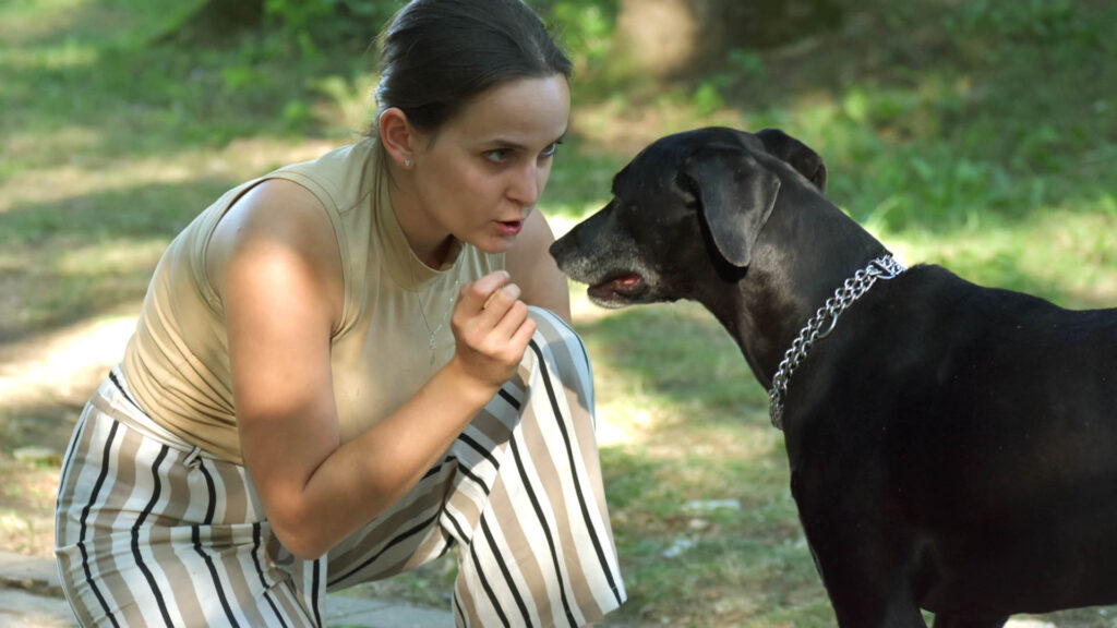 Como ensinar cachorro a dar a pata: guia completo