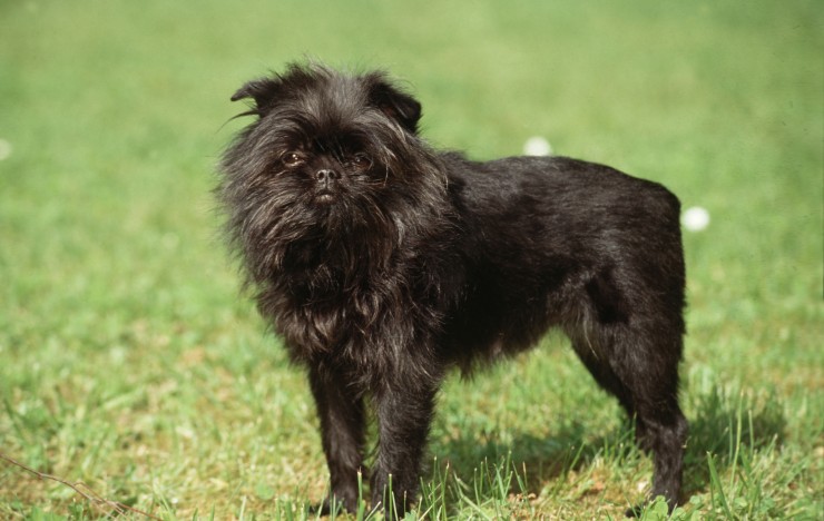 Affenpinscher: guia completo da raça