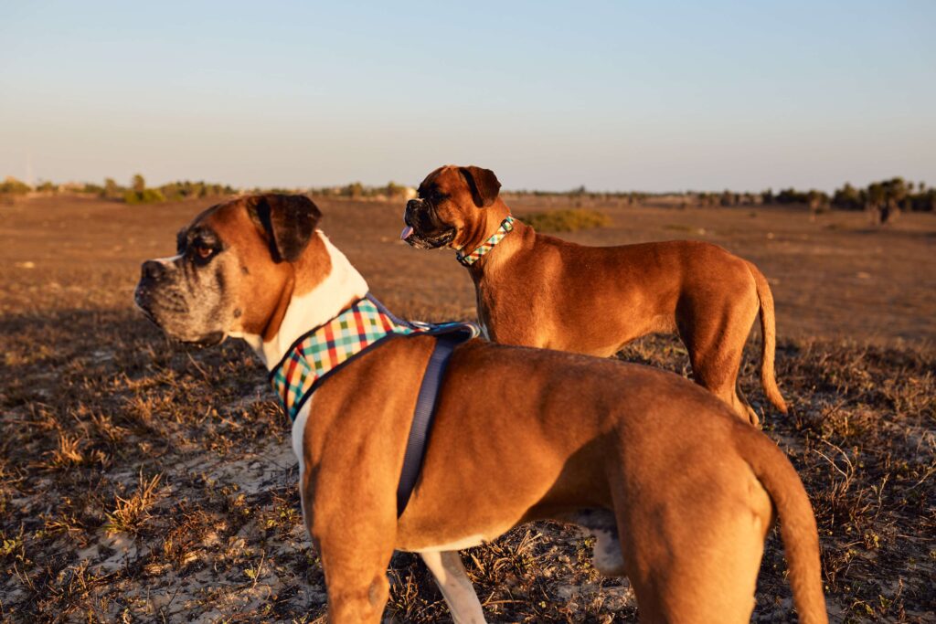 Raças de cachorro de caça: características e instinto