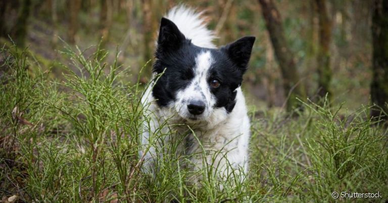Como adestrar cachorro cego: sons e olfato