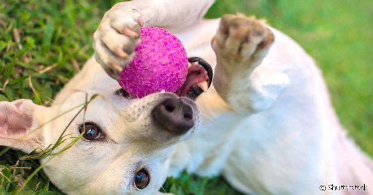 Como ensinar cachorro a buscar a bolinha