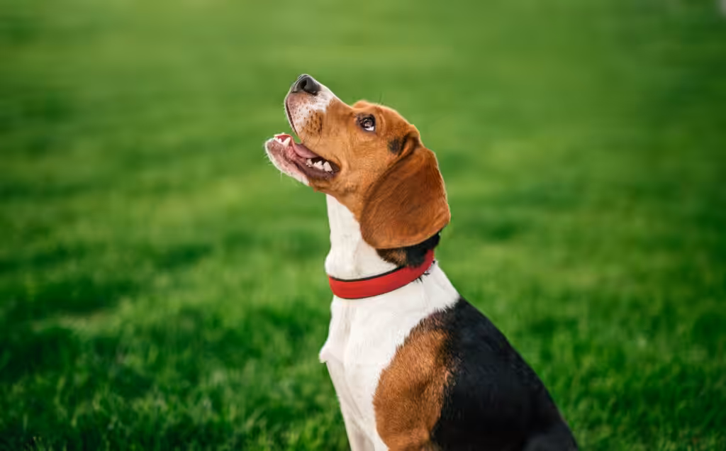 Raças de cachorro que vivem mais: guia completo