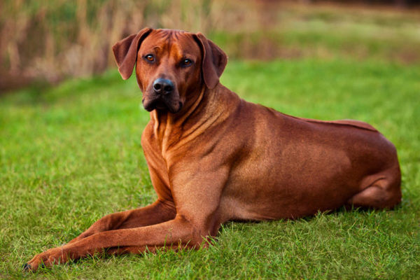 Rhodesian Ridgeback: guia completo da raça