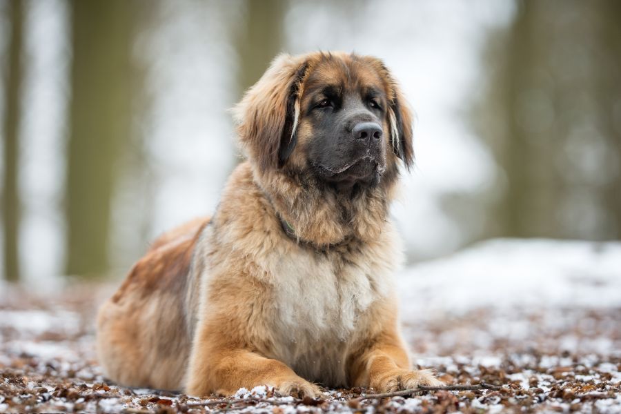 Leonberger: guia completo da raça