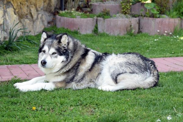 Alaskan Malamute: guia completo da raça