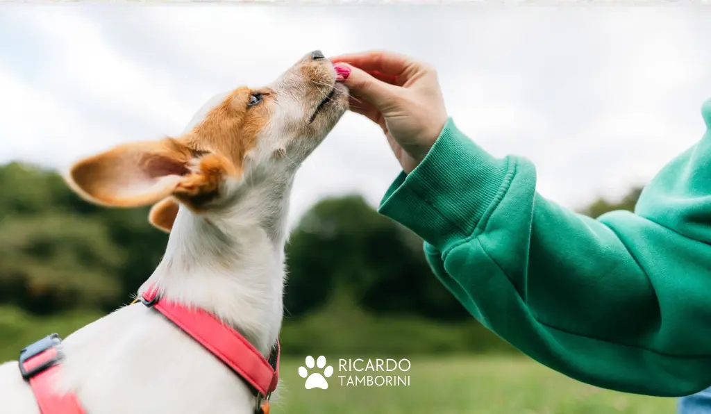 Quanto tempo leva para adestrar um cachorro?