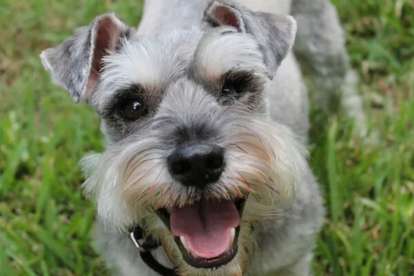 Schnauzer Miniatura: guia completo da raça