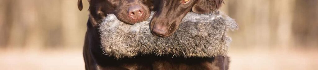 Como adestrar dois cachorros ao mesmo tempo
