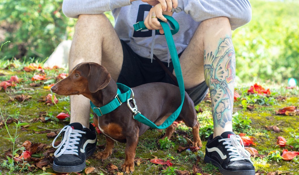 Como adestrar cachorro reativo na guia com segurança
