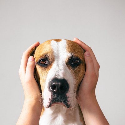 Como adestrar cachorro com medo de fogos de artifÃcio