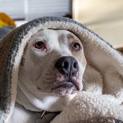 Como adestrar cachorro com medo de trovão
