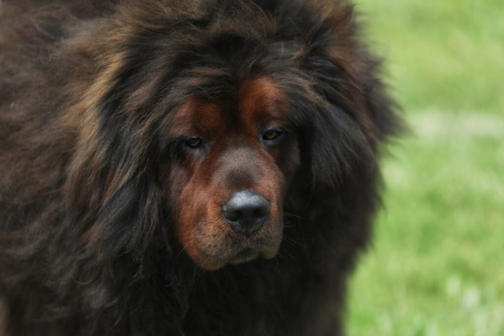 Mastim Tibetano: guia completo da raça