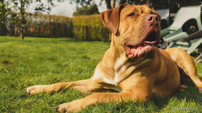 Boerboel: guia completo da raça sul-africana