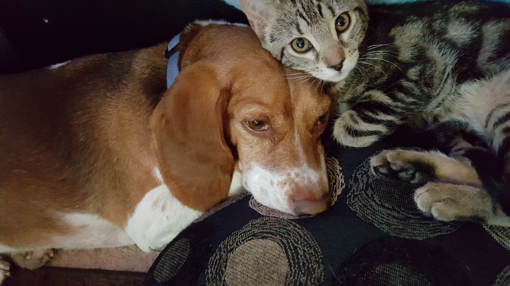 Raças de cachorro que se dão bem com gatos